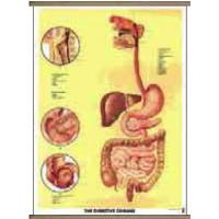 Organele digestive